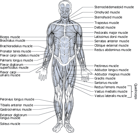 Muscle Groups Diagram